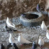 کبوتر دم رنگی همه رقم|پرنده|مرند, |دیوار