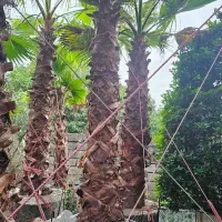 نخل پالم واشنگتن تنه قرمز