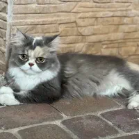 گربه پرشین اسکاتیش ماده بالغ