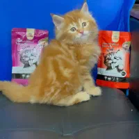 مخملای تپلی