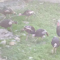 بوقلمون 5 ماهه