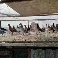 کبوتر|پرنده|شیراز, فضل‌آباد|دیوار