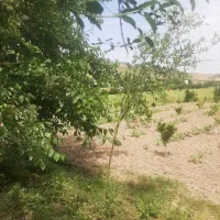 باغ ۳ساله در روستای باغ گلبن