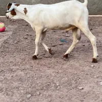 نر سومال