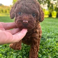 سگ تاینی پودل و توی پودل سایز صفر