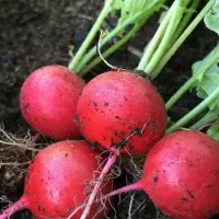 فروش سبزی تازه از مزرعه