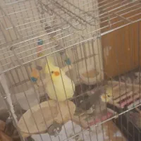 عروس هلندی جفت با قفس بزرگ