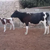 گاو با گوساله ماده