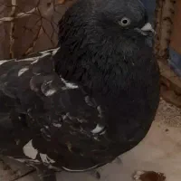 کبوتر کاشونی و کله ای هندی ابادانی|پرنده|شاهین‌شهر, خبرنگار|دیوار