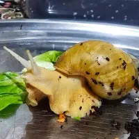 پرورش حلزون