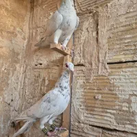 کبوتر سرور هفت رنگ پلاکی|پرنده|قرچک, ولی آباد|دیوار