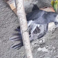 پرنده کاسکو نر وماده|پرنده|دشتیاری, |دیوار