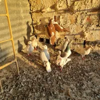 گفتر رنگه سار سرور دم سفید ساده خوشگل|پرنده|مشهد, نوید|دیوار