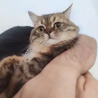 گربه بریتیش گلدبلک