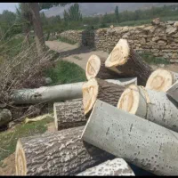 خریدارچوب انواع درختان|خدمات باغبانی و درختکاری|تویسرکان, |دیوار