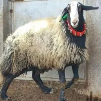 دام چاق گوسفند صحرا چریده مناسب یخچال|حیوانات مزرعه|قم, هفت تیر|دیوار