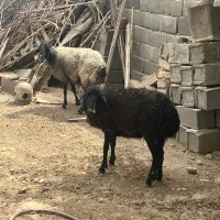 حیوانات