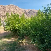 اجاره خانه باغ کوتاه مدت|اجارهٔ کوتاه‌مدت ویلا و باغ|ایذه, |دیوار