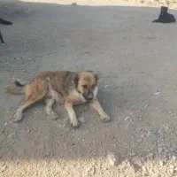 سگ ۰۰|سگ|یزد, |دیوار