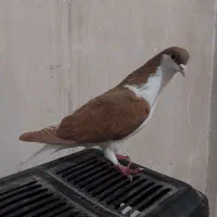 خوشرنگ پشتدار زرد نر