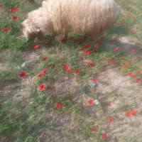 یه میش جوان شکم ۲ گله گرد شیری