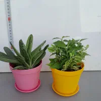 گل وگیاه|گل و گیاه طبیعی|تهران, مجیدیه|دیوار