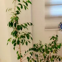 درختچه بنجامین