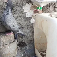 سارسرورجفتگاه|پرنده|مشهد, نوید|دیوار