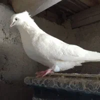 نر چشم نوک سفید