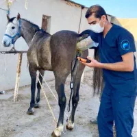 دامپزشکی زایمان مادیان