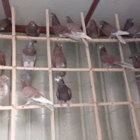 سرخ ناب گروی|پرنده|آران و بیدگل, |دیوار