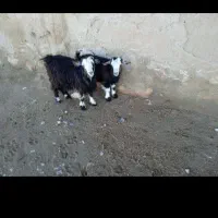 میاندوآب|حیوانات مزرعه|میاندوآب, |دیوار