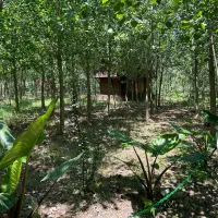 چالش جذاب سرمایه گذاری ،ویلا جنگلی خاص