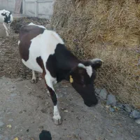 دوراس گاوبه فروش میرود|حیوانات مزرعه|ویلکیج, |دیوار