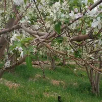 فروش باغ سپیدان برشنه بین ۱۰۰۰ متر تا ۳۷۰۰ متر|فروش زمین و ملک کلنگی|سپیدان, |دیوار