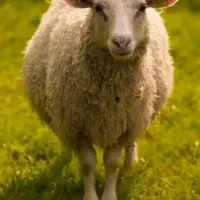 ۶عدد بز جوان