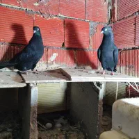 جفت سیاه ابادنی|پرنده|بندر ماهشهر, |دیوار