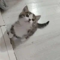 واگذاری گربه ماده