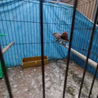 فنج اورنج فروشی|پرنده|بندرعباس, |دیوار