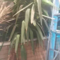 گل وگیاه|گل و گیاه طبیعی|اصفهان, گلستان|دیوار