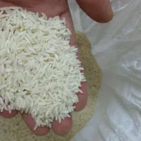 برنج طارم هاشمی وچای بهاره ممتاز لاهیجان