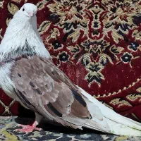 کبوتر نر دوکت سرور تیره قدیم فوق کشیده و نوک جم