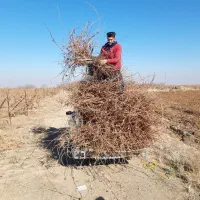 نهال انگور تضمینی با ضمانت کتبی|حراج|خرمدشت, |دیوار