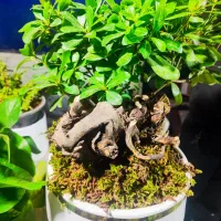 گل و گیاه ، نصف قیمت بازار