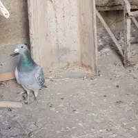 کبوتر پلاکی نر|پرنده|گچی, |دیوار