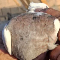 کبوتر طوقی|پرنده|قم, قلعه کامکار|دیوار