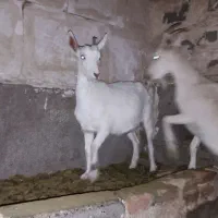 کولار سانن|حیوانات مزرعه|بیرجند, |دیوار