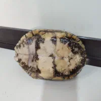 ماکت لاک لاکپشت|مجسمه، تندیس، ماکت|اصفهان, ملک‌شهر|دیوار