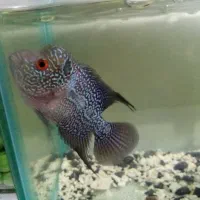 ماهی فلاور نر