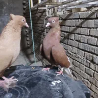دوتا کبوتر دم سفید